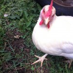 a chicken